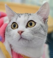 愛花